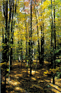 P1108-6.jpg (50698 bytes)