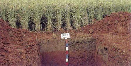 p1101.jpg (38314 bytes)