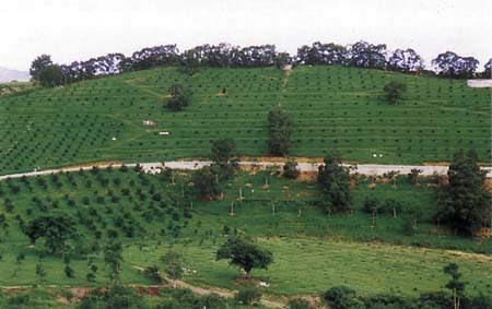 pho1103.jpg (29190 bytes)